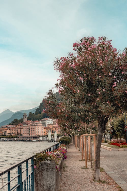 Základová fotografie zdarma na téma bellagio, cestovní ruch, Itálie