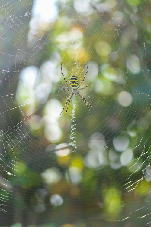 dikey atış, hayvan fotoğrafçılığı, örümcek ağı içeren Ücretsiz stok fotoğraf