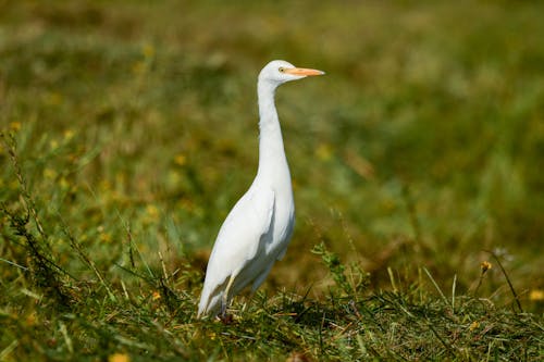 An Egret on a Field