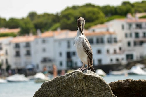 Fotobanka s bezplatnými fotkami na tému budovy, fotografie zvierat žijúcich vo voľnej prírode, kačica