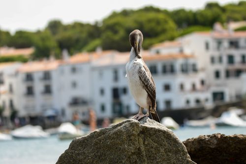 Free A cormorant sitting on a rock with a Mediterranean town in the background, perfect for wildlife and travel imagery. Stock Photo