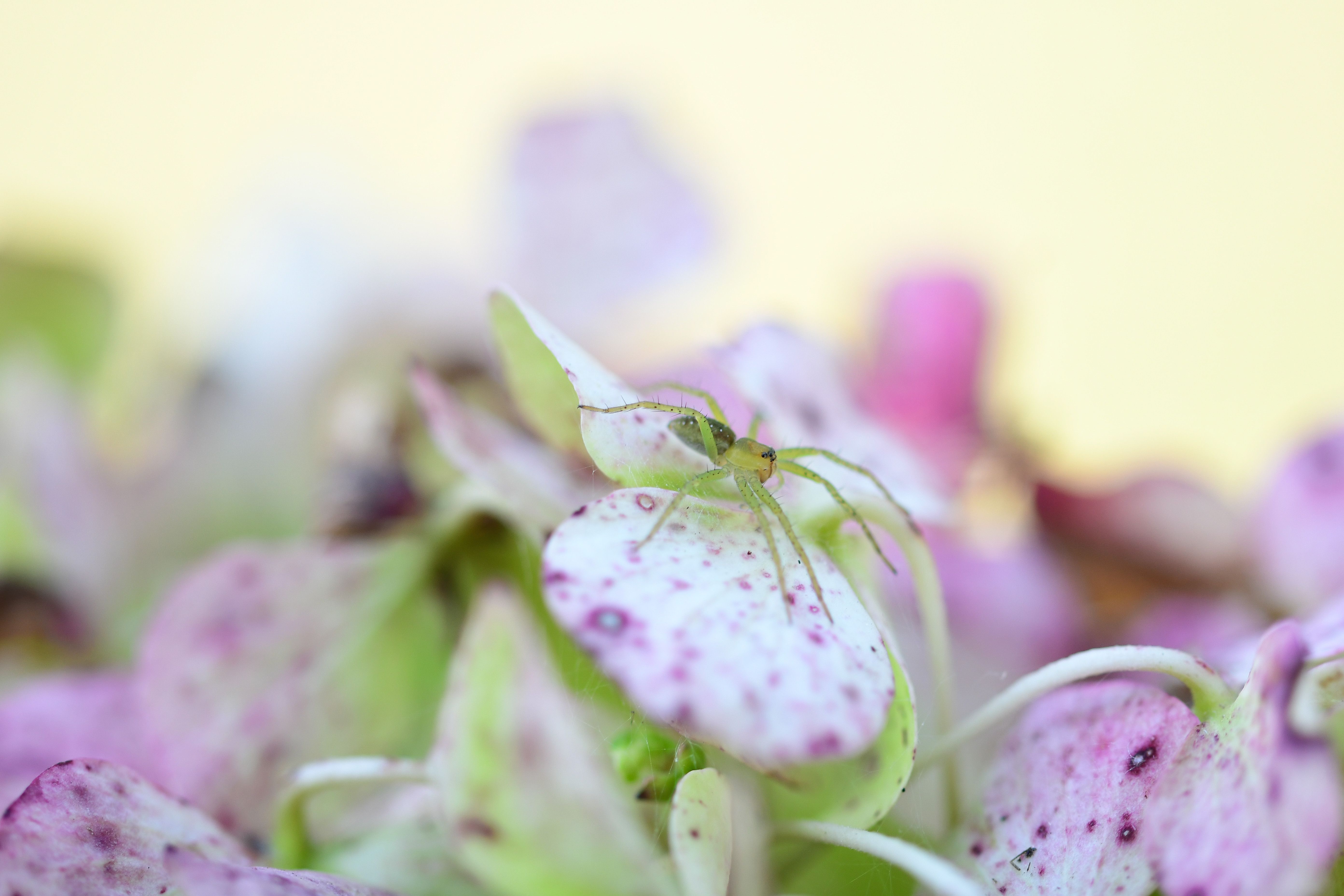 Detailed close-up of a green lynx spider on vibrant blossoms, showcasing its delicate features.