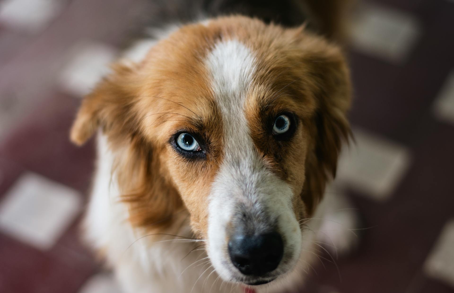 Australiensisk herdehund i kameran