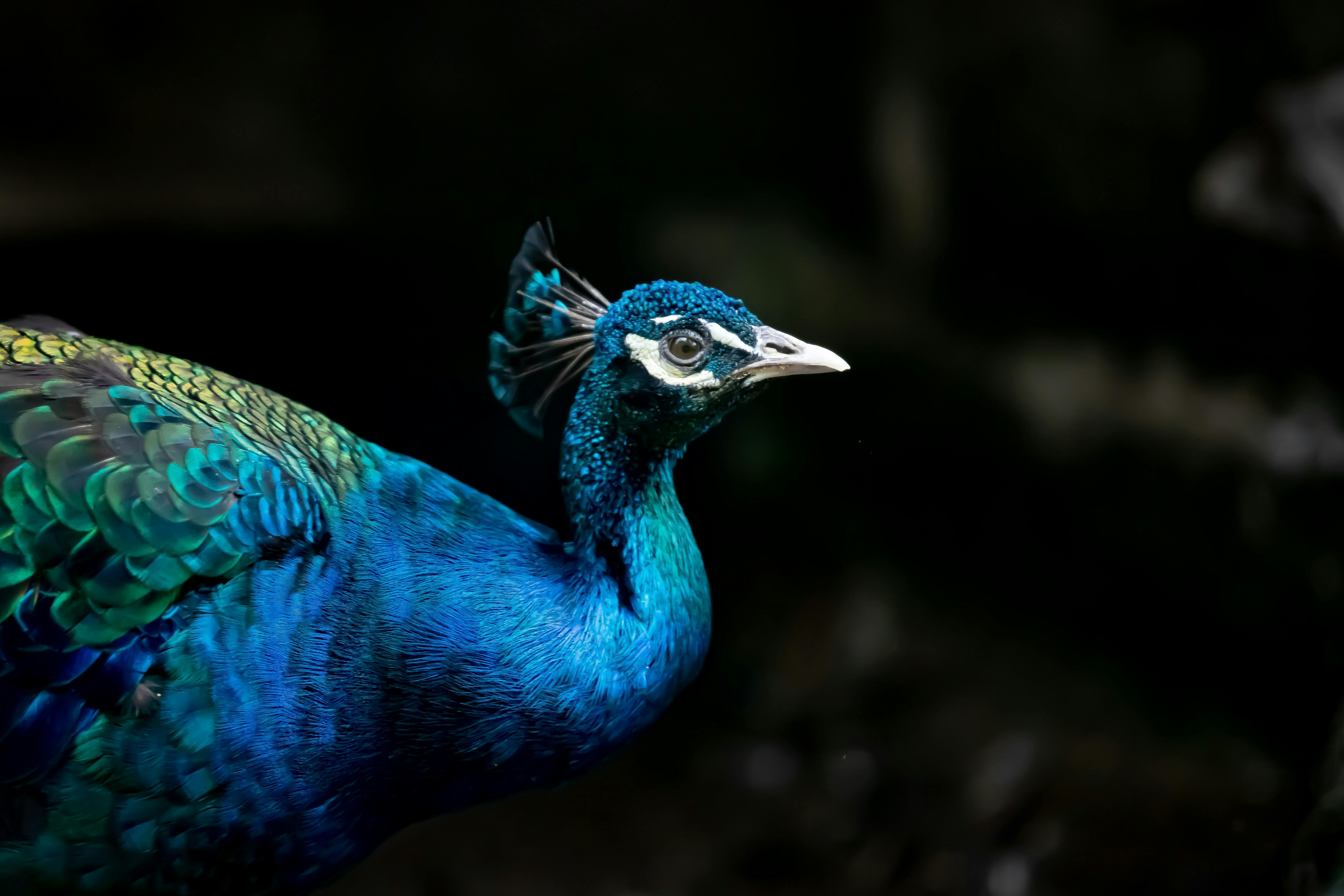 A stunning close-up of a vibrant peacock displaying its colorful feathers in Panama.