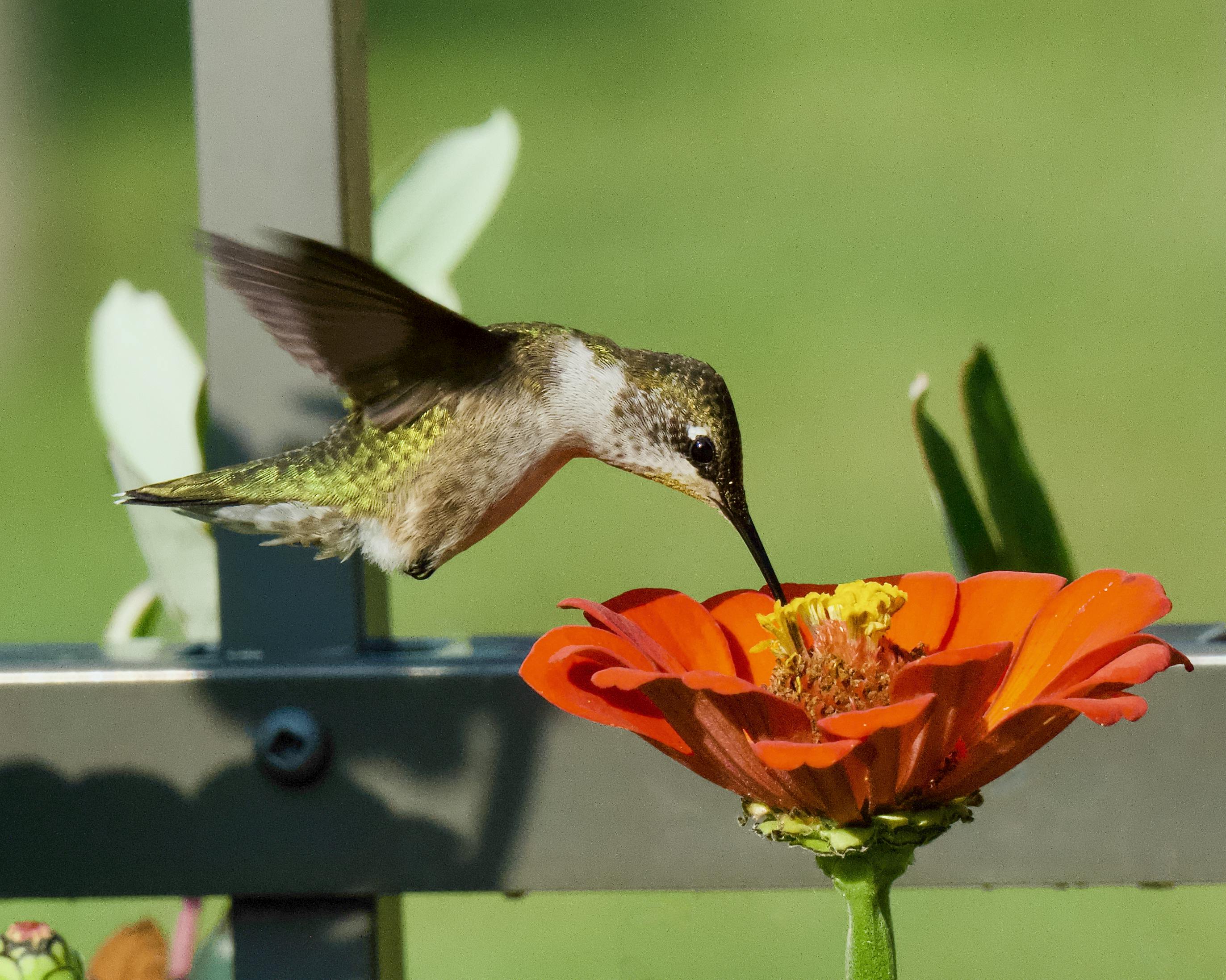 Hummingbird Drinking Nectar from a Red Common Zinnia Flower · Free