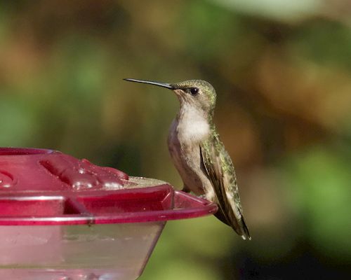 Free A vivid close-up of a hummingbird perched at a feeder in Athens, Alabama. Stock Photo