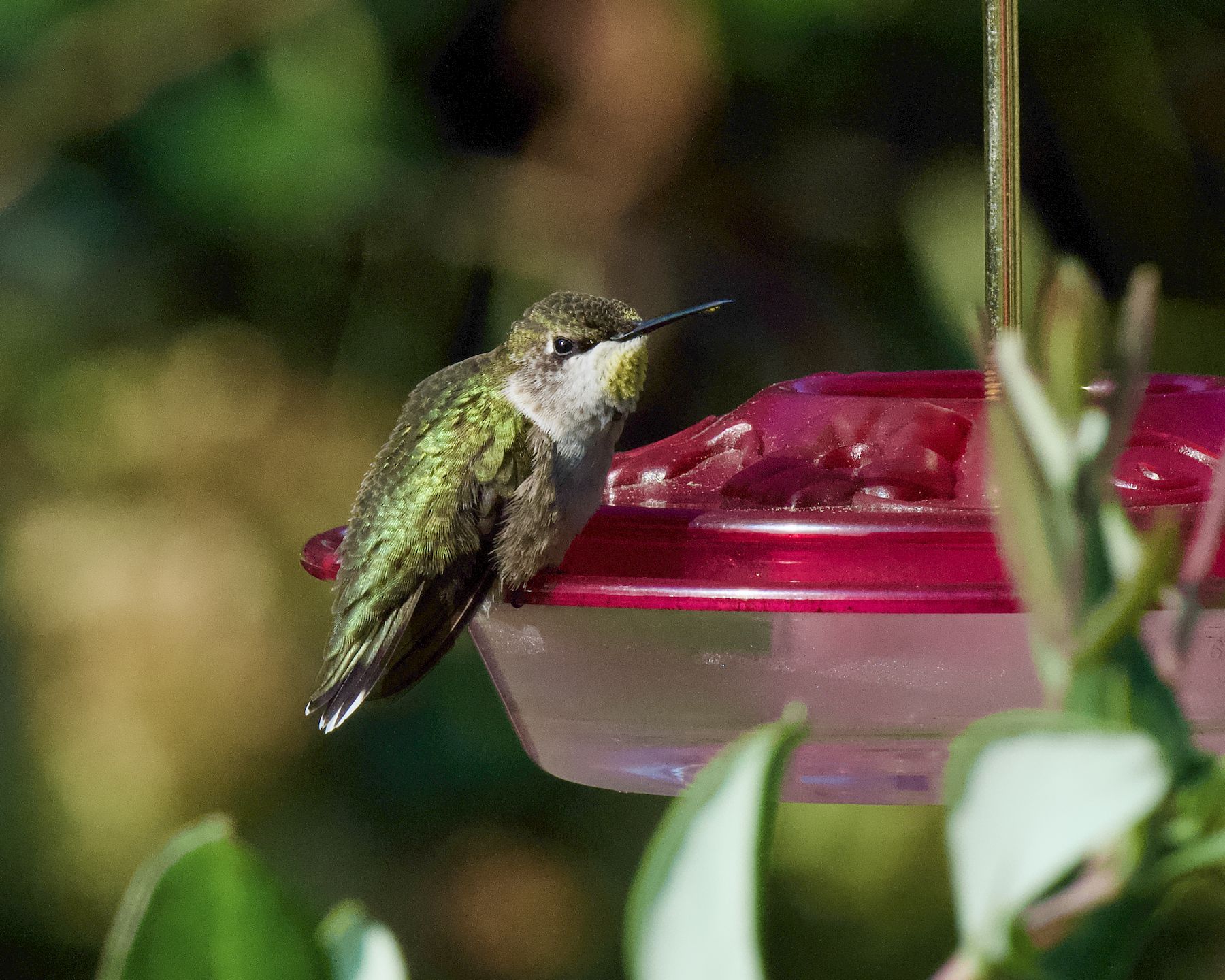 Close-up hummingbird perched on a garden feeder