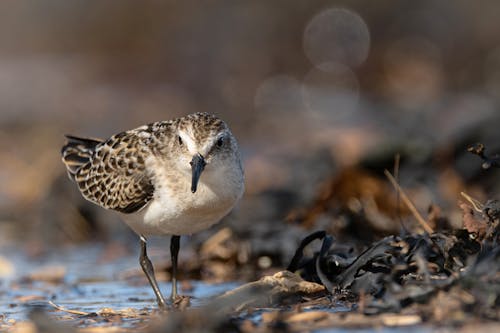 Small Bird on Ground