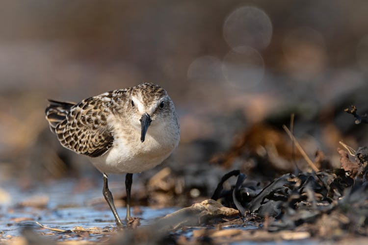 Small Bird On Ground