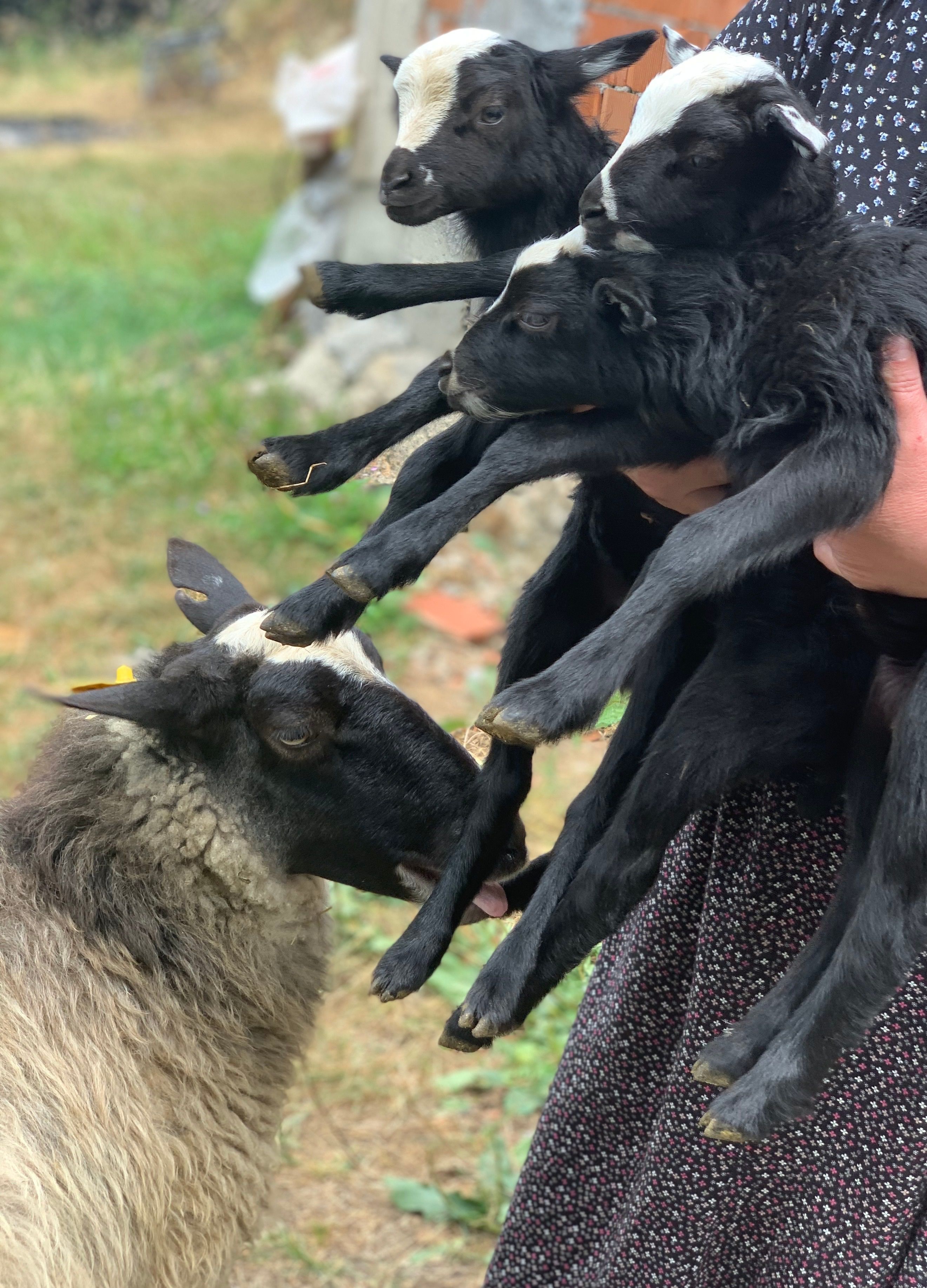 Hands Holding Goat Kids over Goat · Free Stock Photo