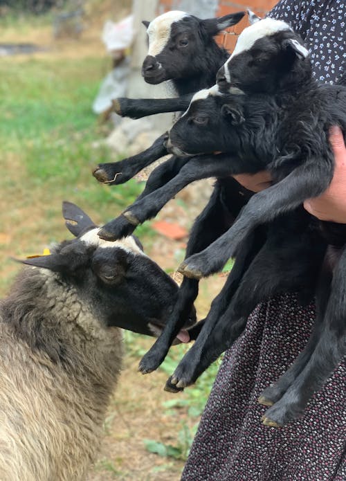 Hands Holding Goat Kids over Goat