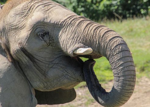 Detailed portrait of an African elephant using its trunk in a natural setting.