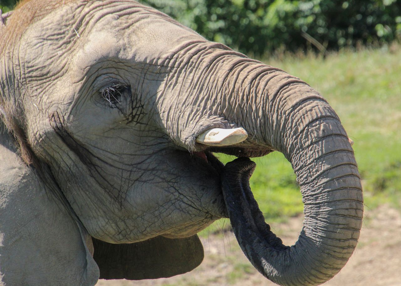 detailed portrait of an african elephant using its trunk in a natural