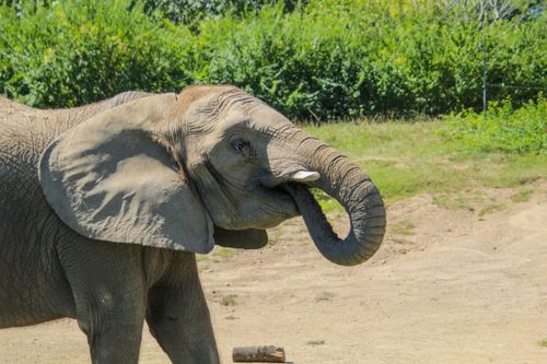 Free A majestic African elephant (Loxodonta africana) eating in the savannah. Stock Photo