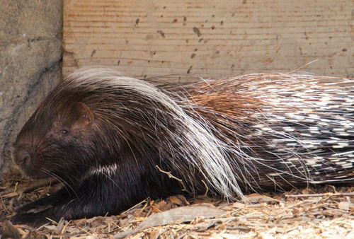 Free Close-up of a porcupine resting on the ground in a zoo environment. Stock Photo