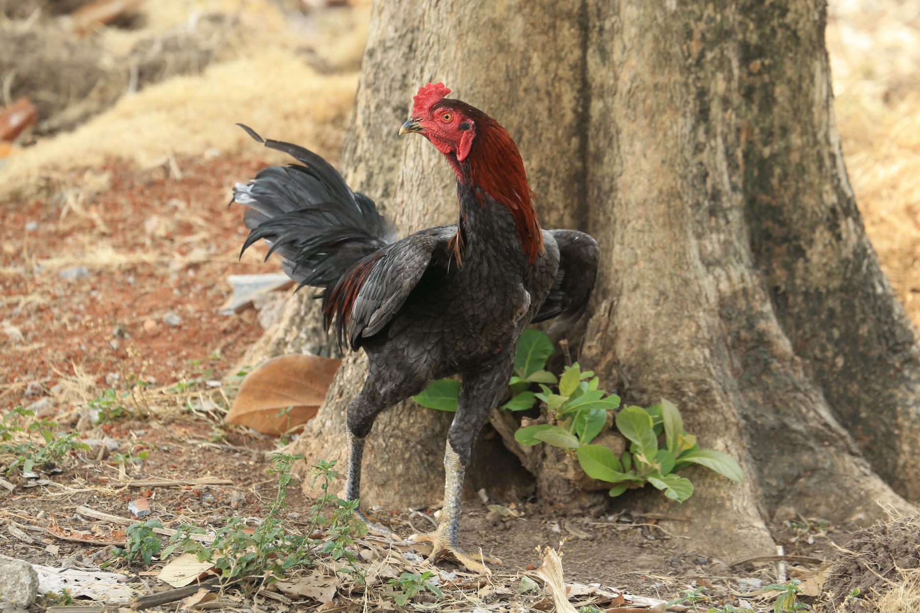 Majestic rooster standing proudly by a tree in a serene rural setting.