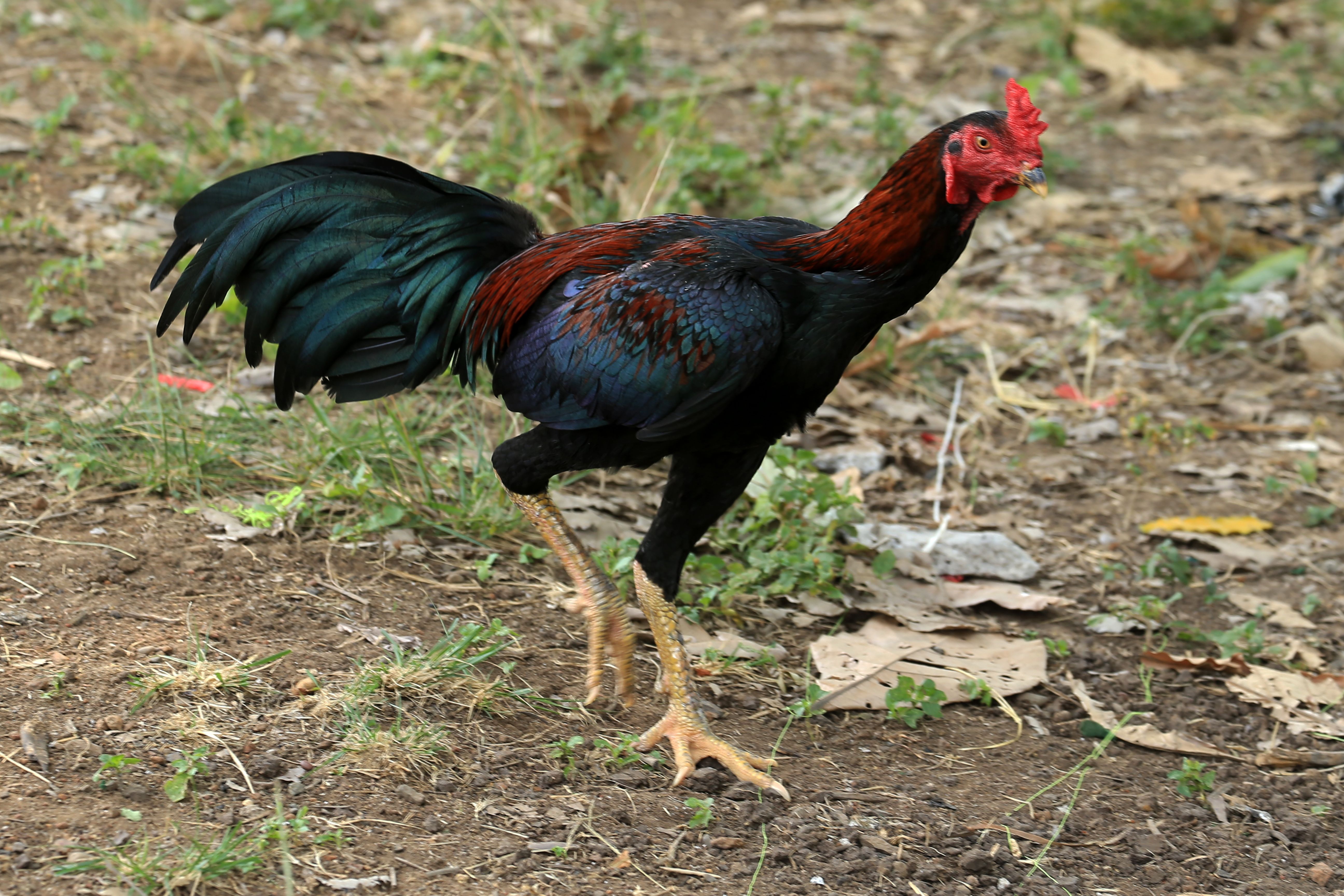 A vibrant rooster struts proudly on the farm, surrounded by natural scenery.