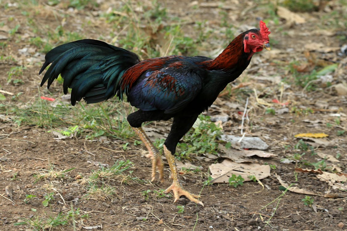 A Rooster Running on a Farm · Free Stock Photo