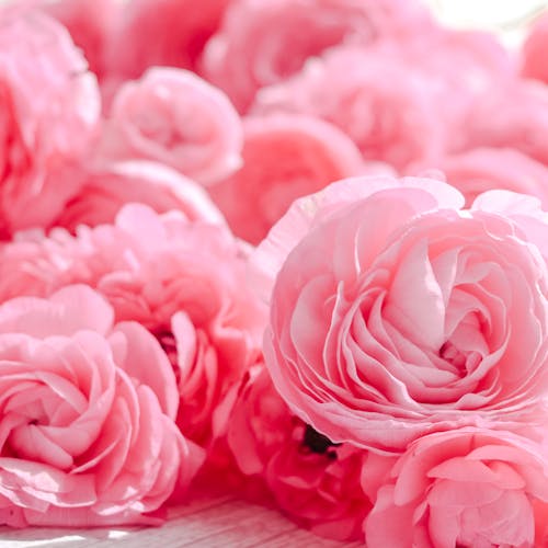 무료 꽃, 꽃잎, 분홍색의 무료 스톡 사진