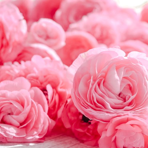 Free Close up of Pink Roses Stock Photo