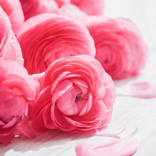 Free Close up of Pink Roses Stock Photo