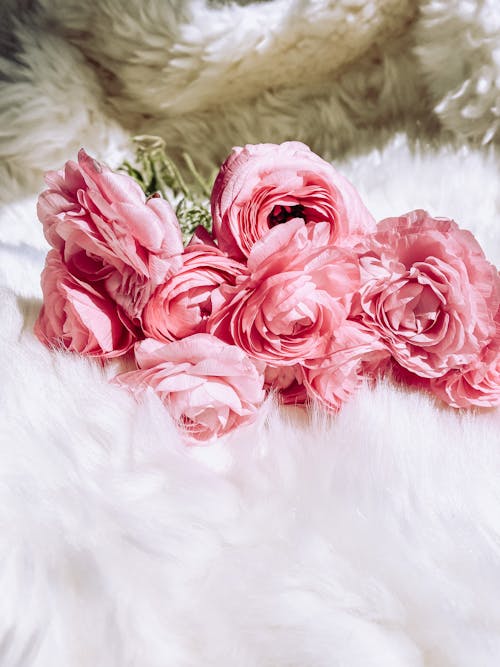 무료 꽃, 분홍색, 수직 쐈어의 무료 스톡 사진
