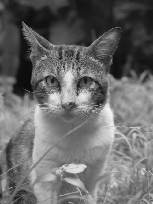 Δωρεάν στοκ φωτογραφιών με αιλουροειδές, ασπρόμαυρο, Γάτα