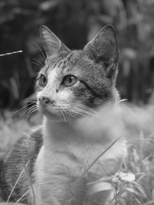 Δωρεάν στοκ φωτογραφιών με αιλουροειδές, ασπρόμαυρο, Γάτα