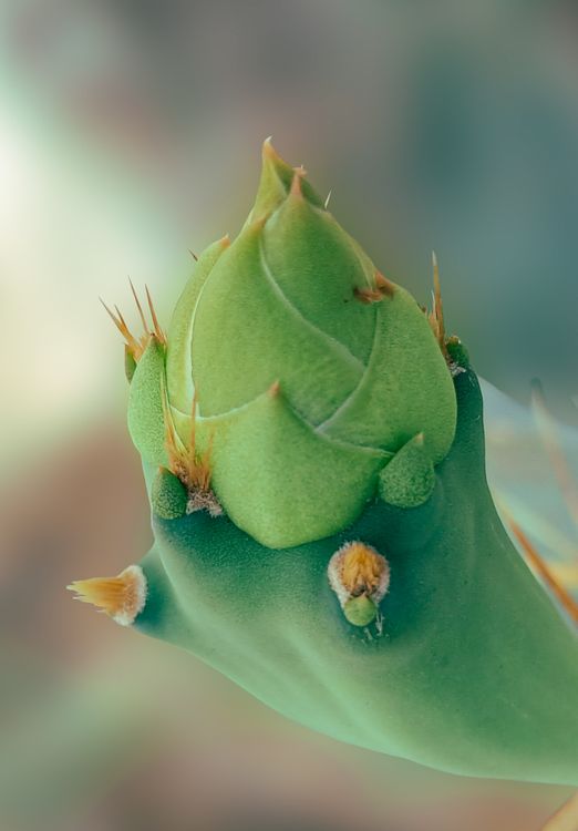 drachenbaum samen keimen Seedeo® Drachenbaum (Dracaena Draco) 6 Samen main image 1