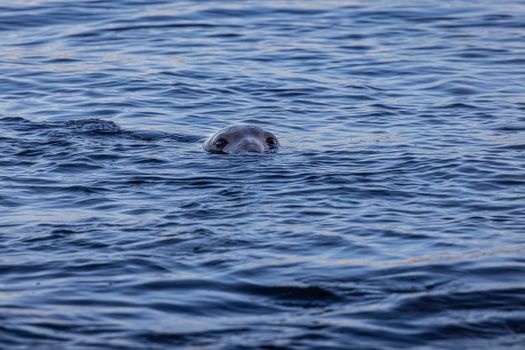 A curious seal peeks above the ocean's surface, blending into its natural habitat.