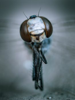 Detailed macro shot of a dragonfly showing intricate eye patterns and textures.