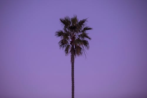 Photos gratuites de ciel clair, ciel pourpre, fond d'écran