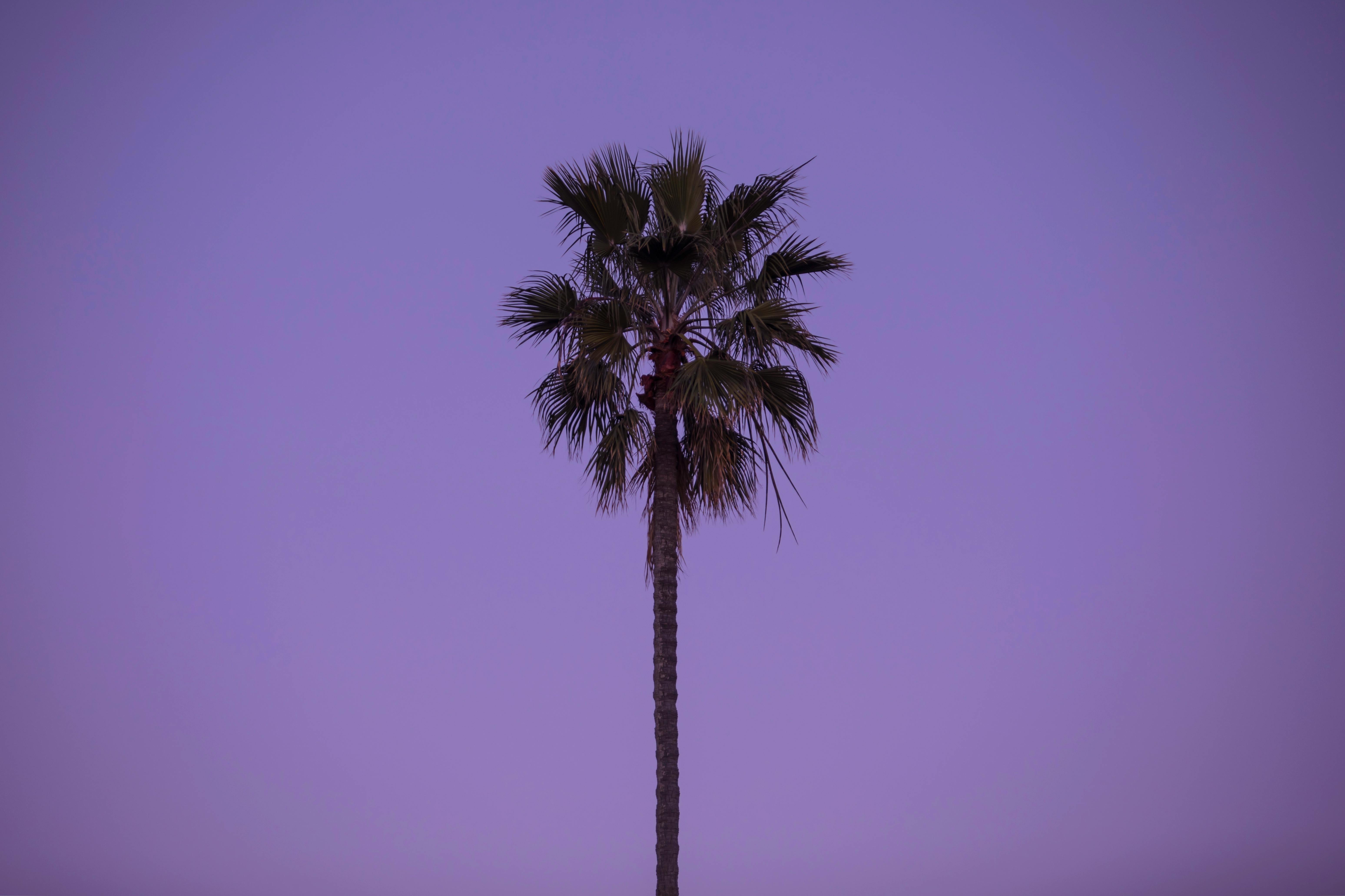 Kostenlos Kostenloses Stock Foto zu abend, abendhimmel, baum Stock-Foto