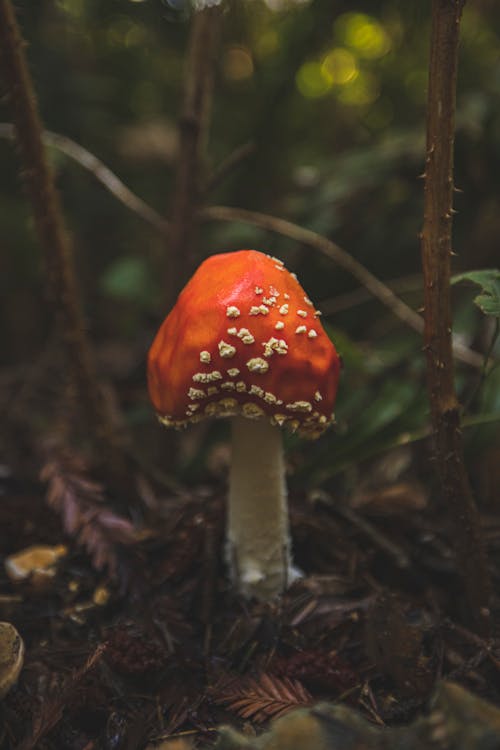 Gratis lagerfoto af lodret skud, rød fluesvamp, skov