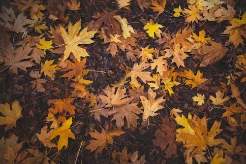 Colorful Leaves on Ground in Fall