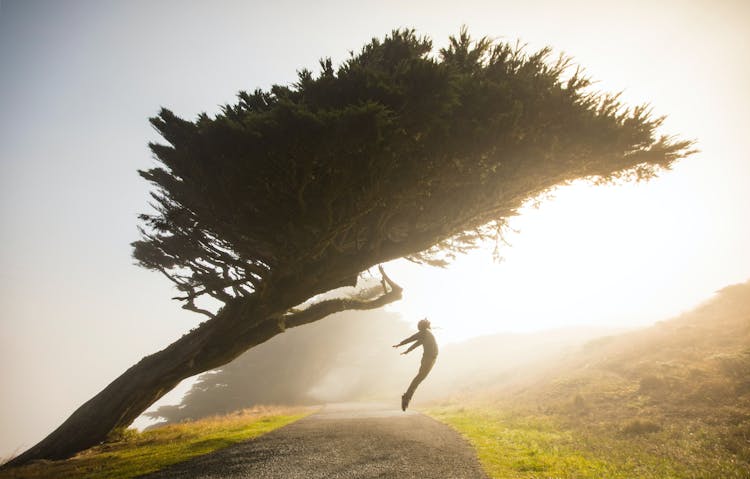 Person Jumping Below A Bent Tree