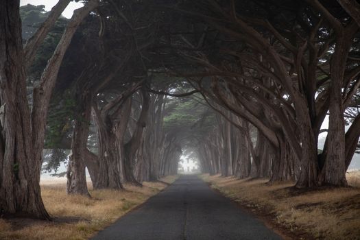A captivating view of a tree-lined road enveloped in mist, creating a serene and mystical atmosphere.