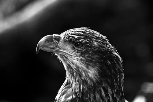 Foto d'estoc gratuïta de àguila, au, au rapinyaire