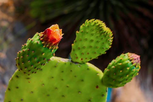 Close-up of Cactus Flowers