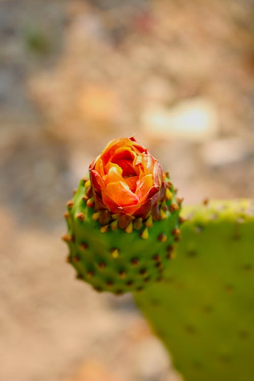 Close-up of a Cactus Flower