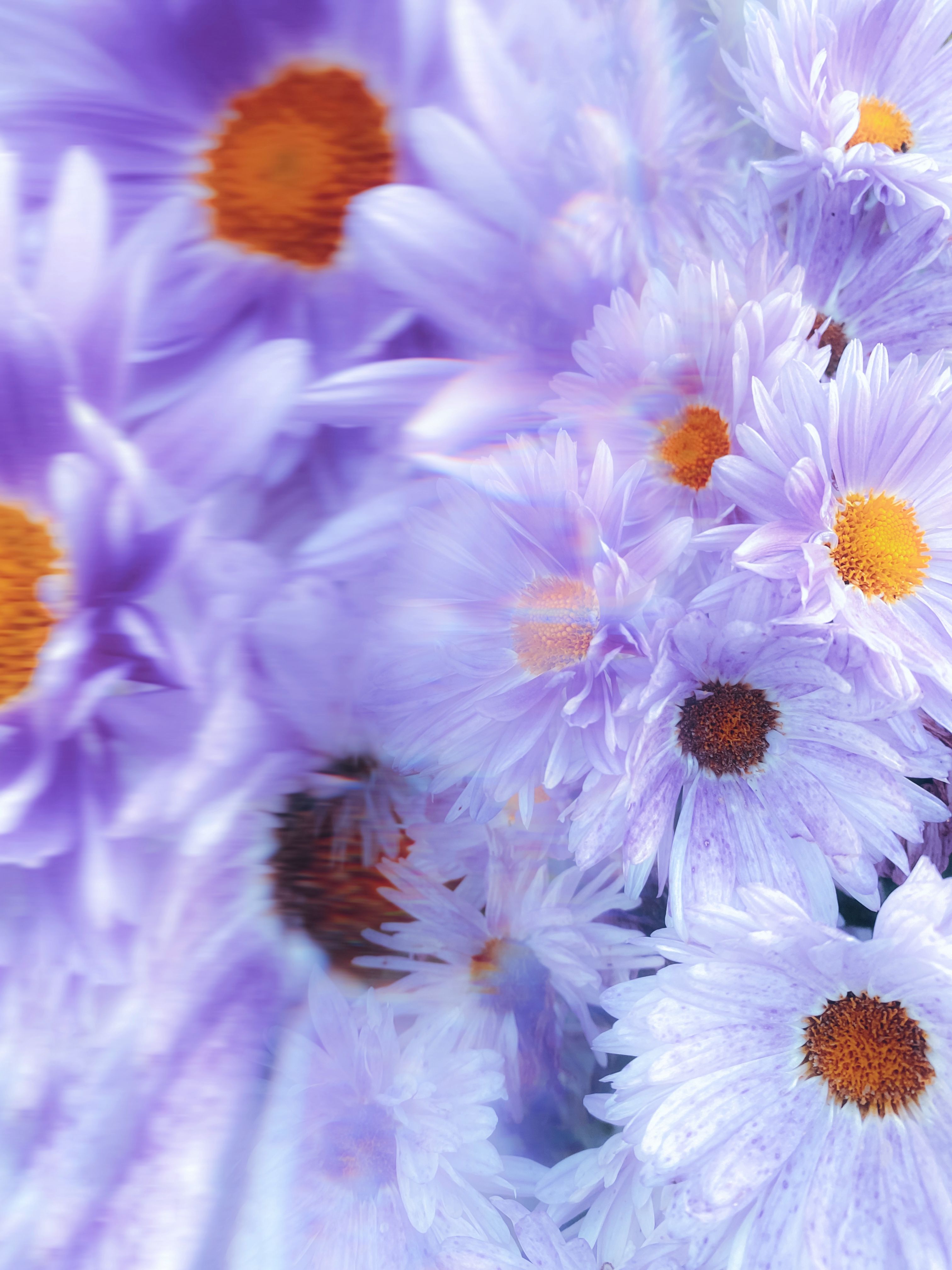 Close up of Purple Flowers · Free Stock Photo