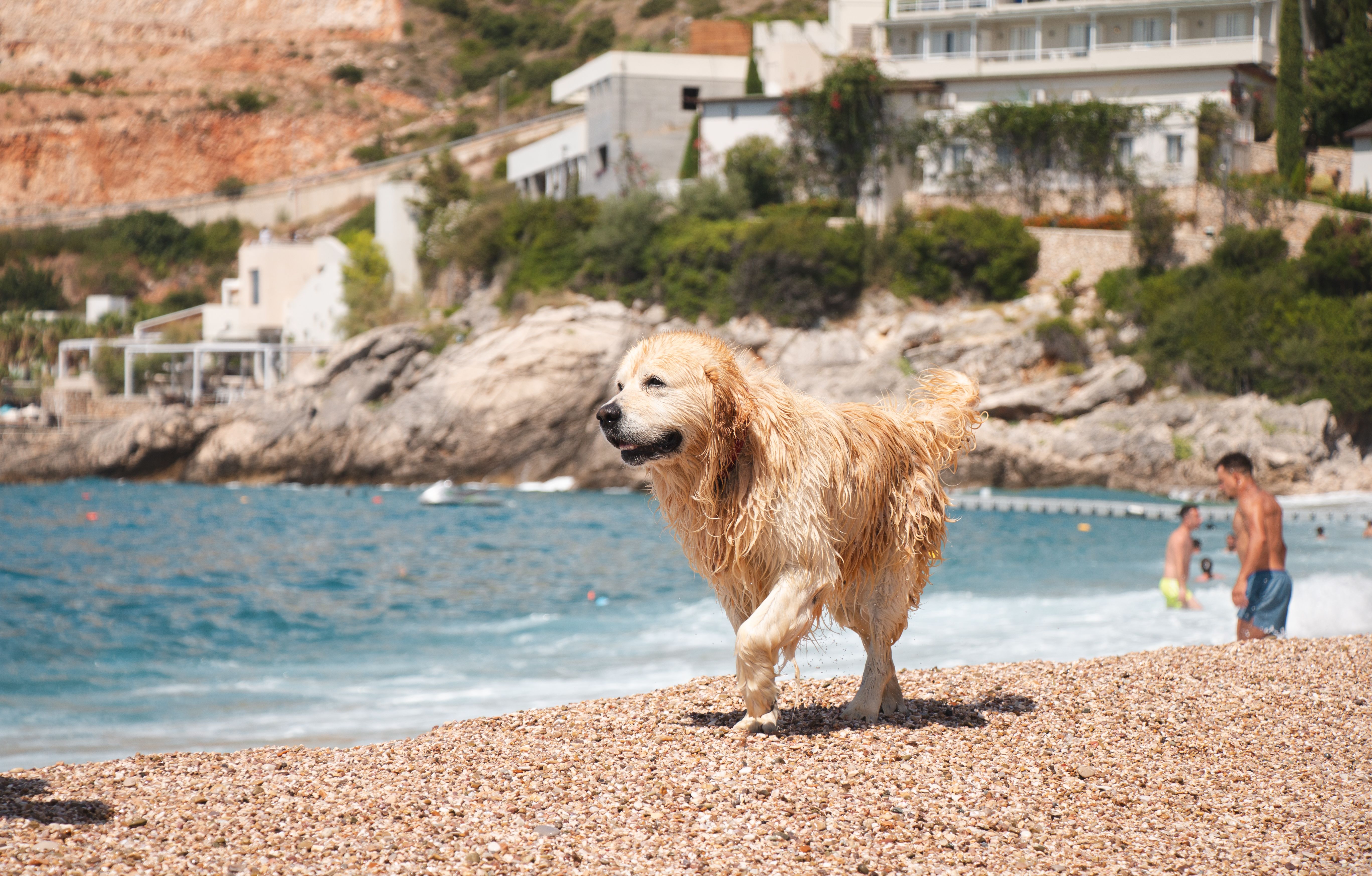 Partir en vacances avec son chien : le guide complet pour voyager sereinement