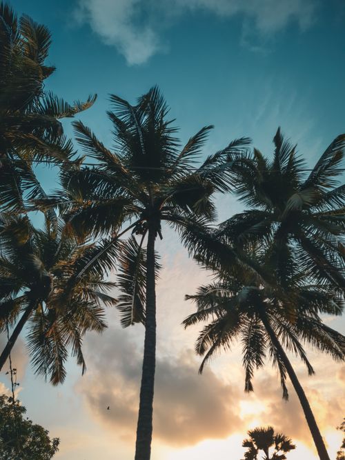 Free Silhouetted palm trees against a vibrant tropical sunset sky, evoking exotic travel vibes. Stock Photo