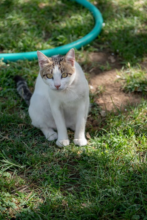 Cat Sitting on Ground