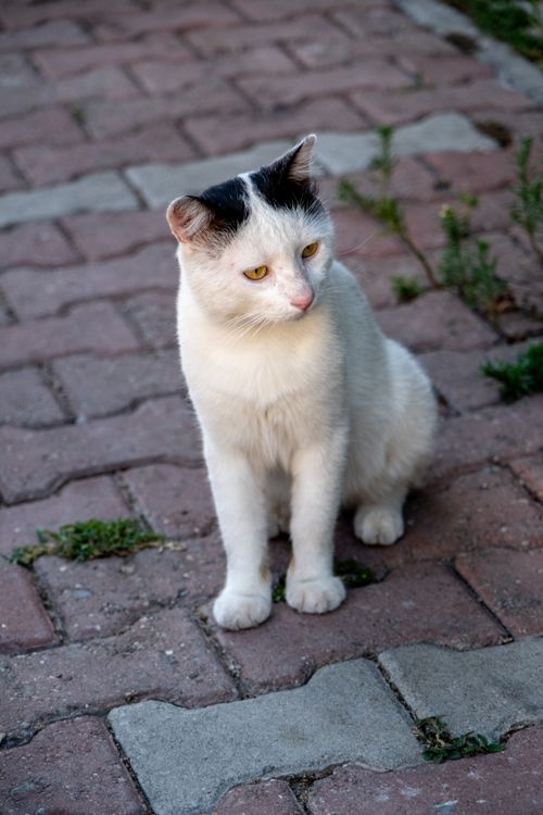 Free A white cat with black patches sitting on a paved path, capturing urban calm. Stock Photo