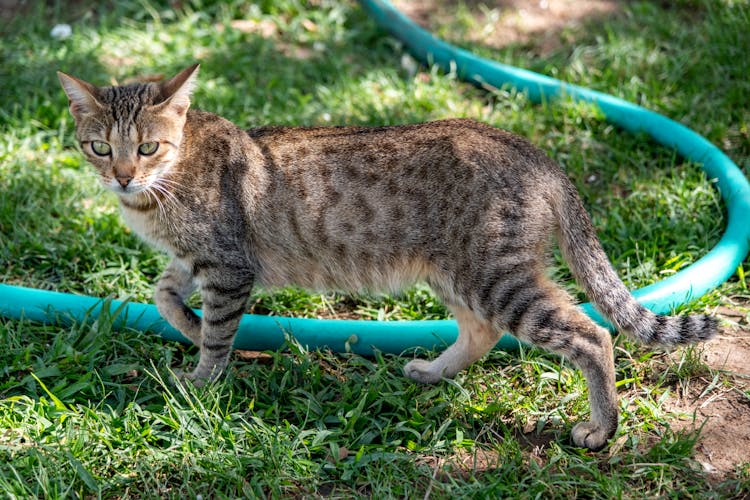 Tabby Cat On Ground