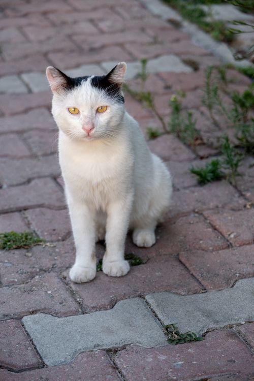 Free White cat with black ears sitting on brick pavement in an urban setting. Stock Photo