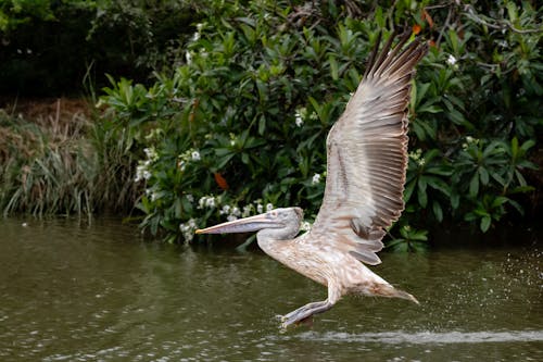 Pelican Landing on Lake Water