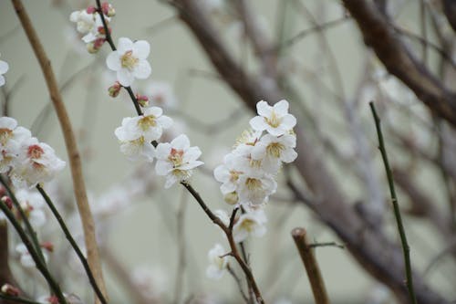 White Flowers Blooming on Cherry Tree Branches in Spring
