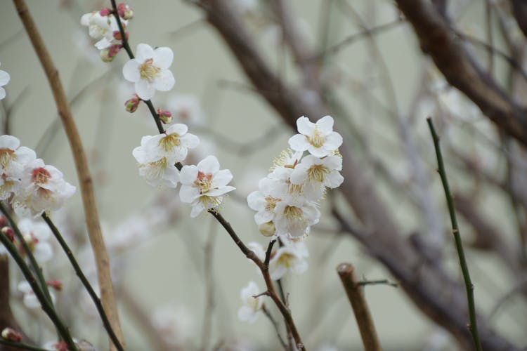 White Flowers Blooming On Cherry Tree Branches In Spring